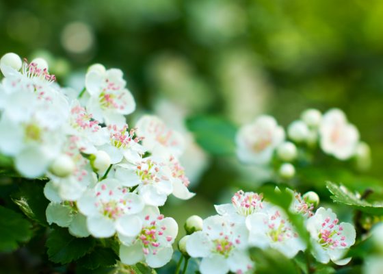 Hagtorn – hjertets venn – er endelig lovlig!